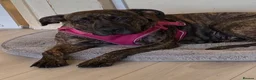 Mixed Breed dogs for sale: Cane corso cross staffs in Birmingham - Advert 1