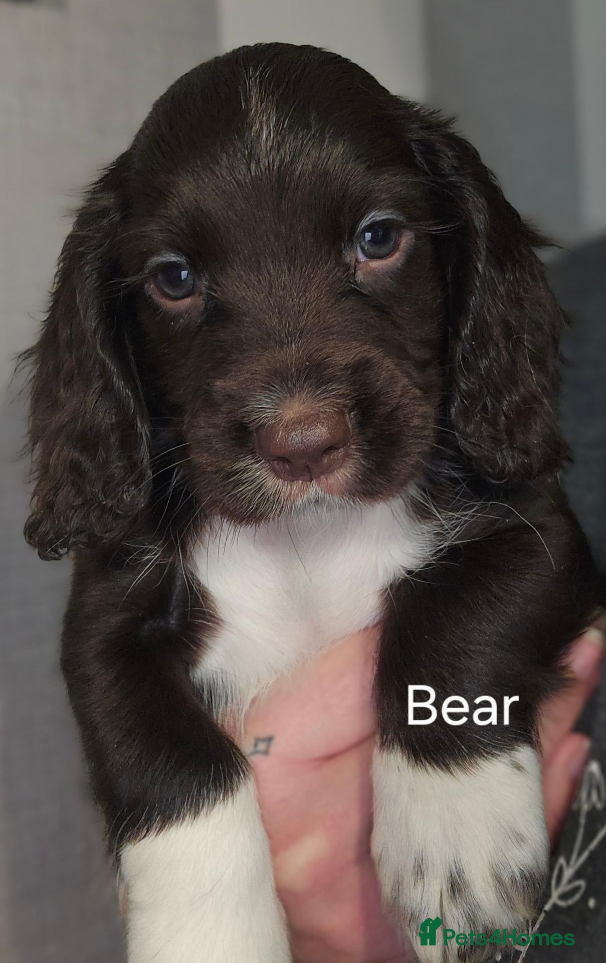 Sprocker dogs F1 Sprocker Spaniel Puppies  - Advert 2