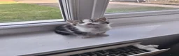 British Shorthair cats for sale:  Shorthair cross kittens - Advert 7