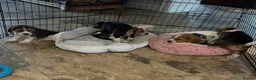 Beagle dogs for sale: Beagle ( foot beagles ) - Advert 10