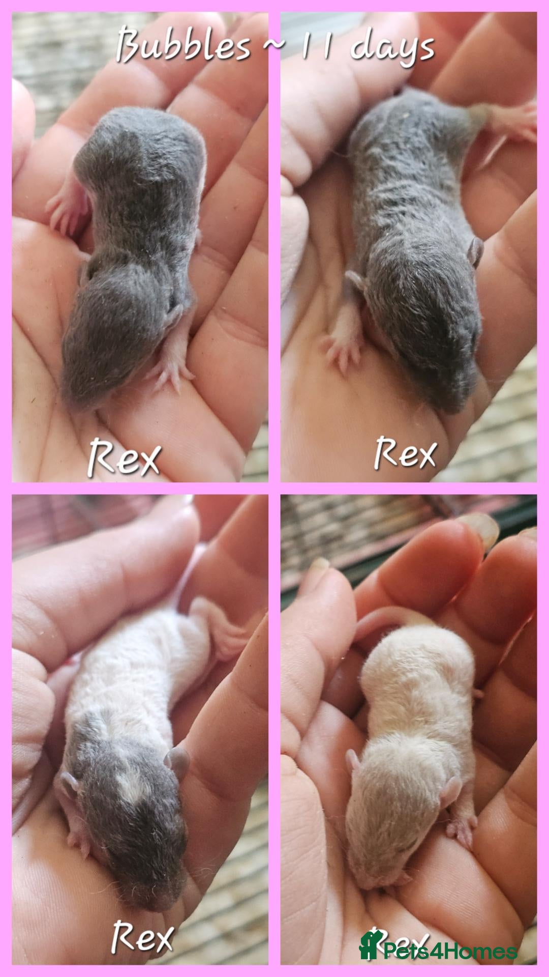 Rat rodents Baby Dumbo Rats - Rex, DRex & Smooth - Advert 15
