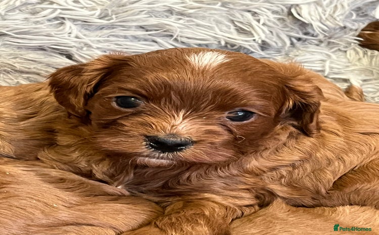 Cavapoo dogs - Advert 1