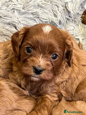 Cavapoo dogs - Advert 6