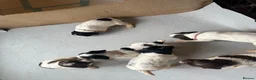 English Springer Spaniel dogs for sale: Gorgeous KC Springer Spainel Puppies  - Advert 9