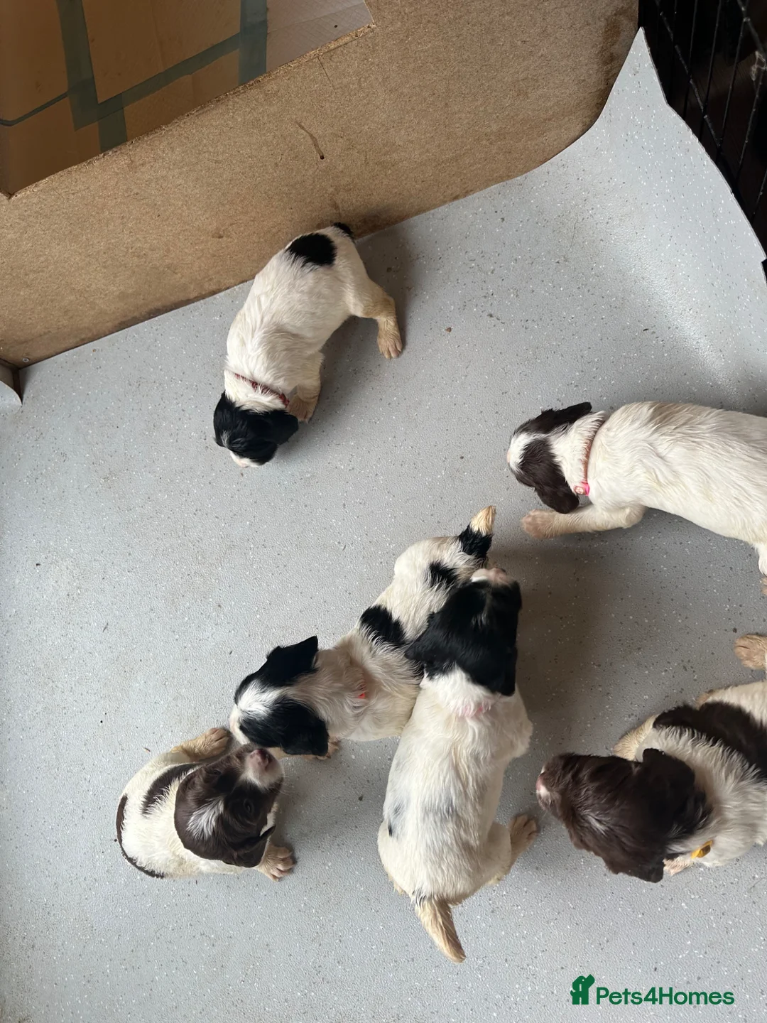 English Springer Spaniel dogs for sale: Gorgeous KC Springer Spainel Puppies  - Advert 9