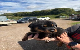 Rottweiler dogs for sale: beautiful pedigree rottweilers  - Image 17