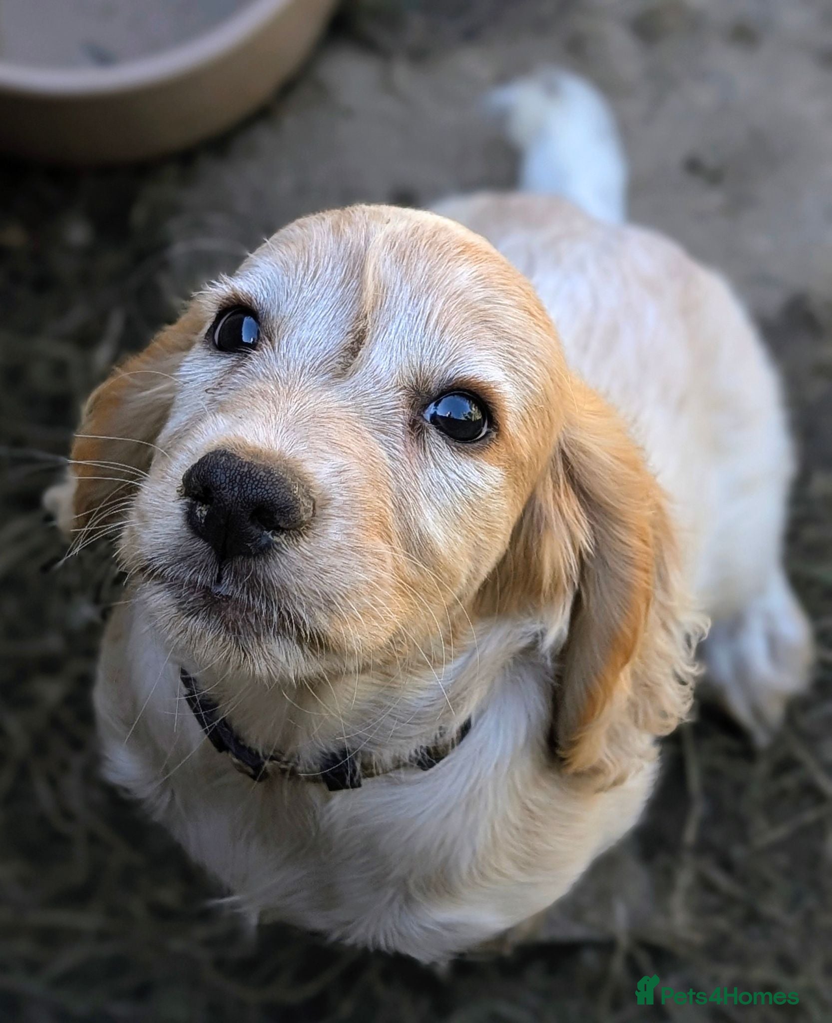 Cocker Spaniel dogs Lemon roan Working Cocker Spaniel puppy - Advert 8