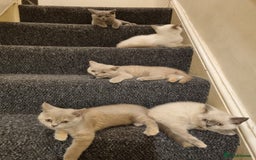 British Shorthair cats for sale: 💜GCCF Kittens Ready for Their Forever Homes!💜 - Image 22