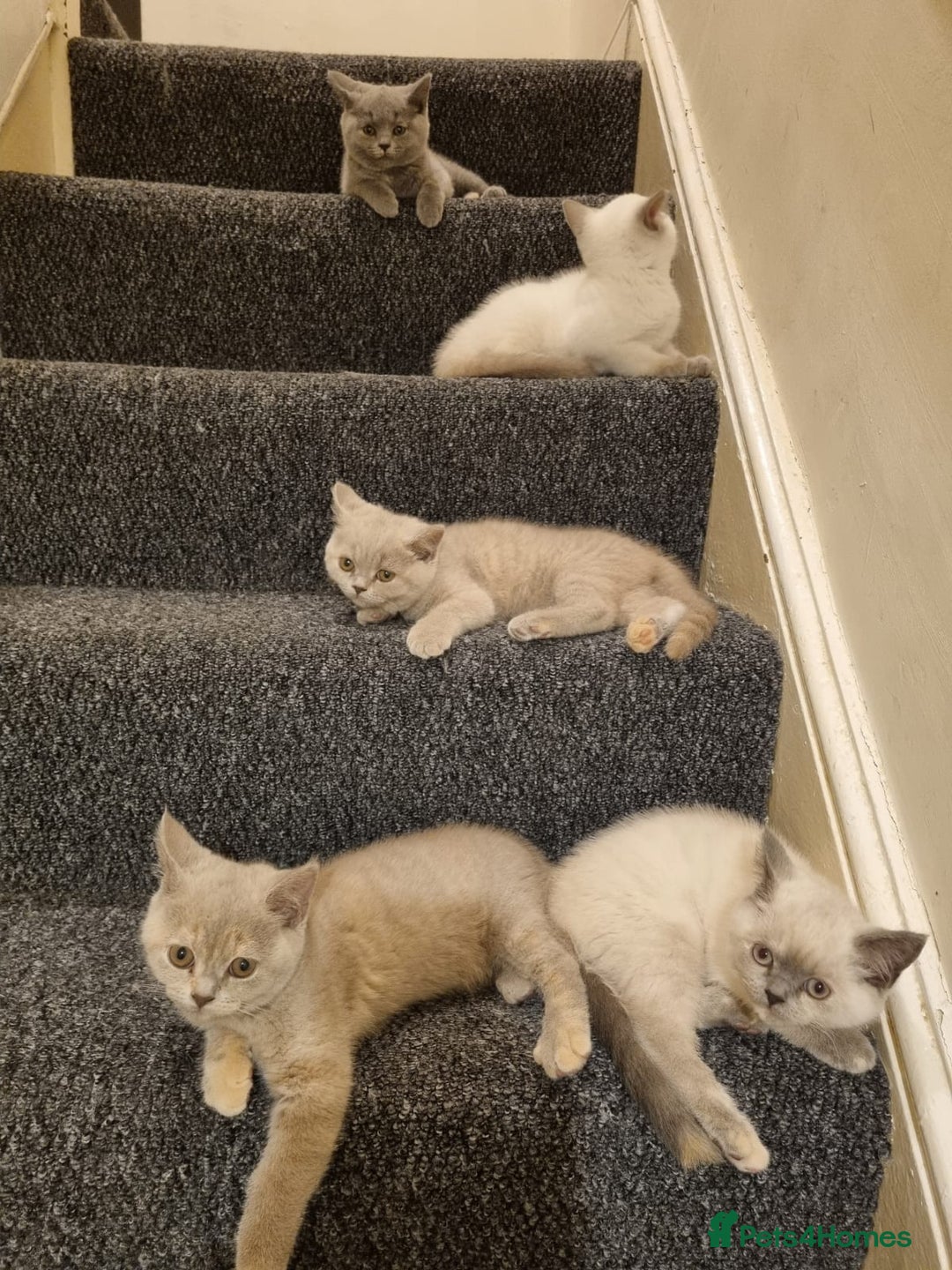 British Shorthair cats for sale: 💜GCCF Kittens Ready for Their Forever Homes!💜 - Image 22