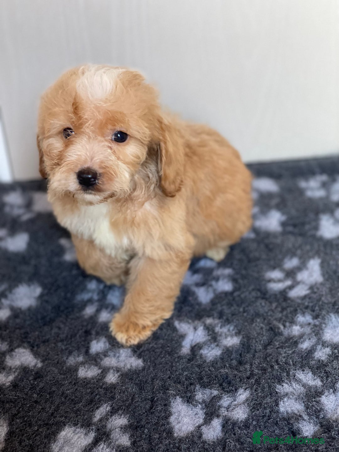 Cockapoo dogs for sale: Adorable cockapoo pups - Advert 7