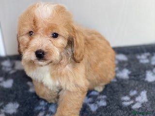 Cockapoo dogs Adorable cockapoo pups - Advert 1