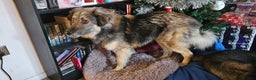 Mixed Breed dogs for adoption: Paddington the Bear - Advert 4