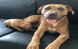 Staffordshire Bull Terrier dogs for sale: Staffordshire bull terrier puppies - Image 14