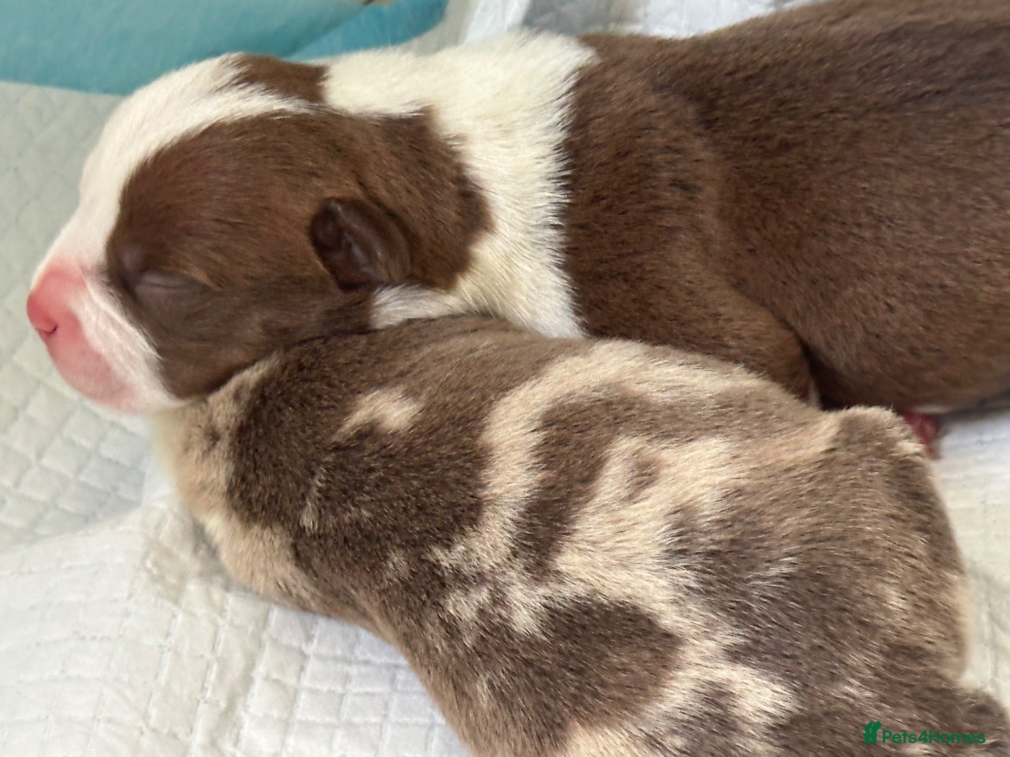 American Bully dogs Stunning Pocket Bully pups paymentplans available - Advert 1