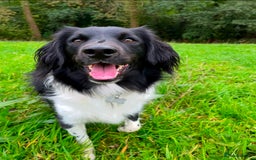 Mixed Breed dogs for sale: Collie cocker male 3 years old in Plymouth - Image 5