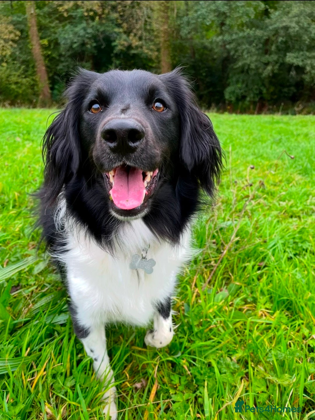 Mixed Breed dogs for sale: Collie cocker male 3 years old in Plymouth - Image 5