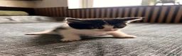 Mixed Breed cats for sale: Beautiful Mixed Breed Ragdoll Kittens! in Cambridge - Advert 9
