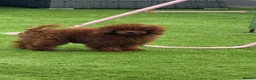 Toy Poodle dogs for sale: True toy Asian Poodle Puppies - Advert 18