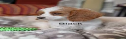 Cavapoo dogs for sale: Adorable F1 Cavapoo, health tested puppies  in Worcester - Advert 2