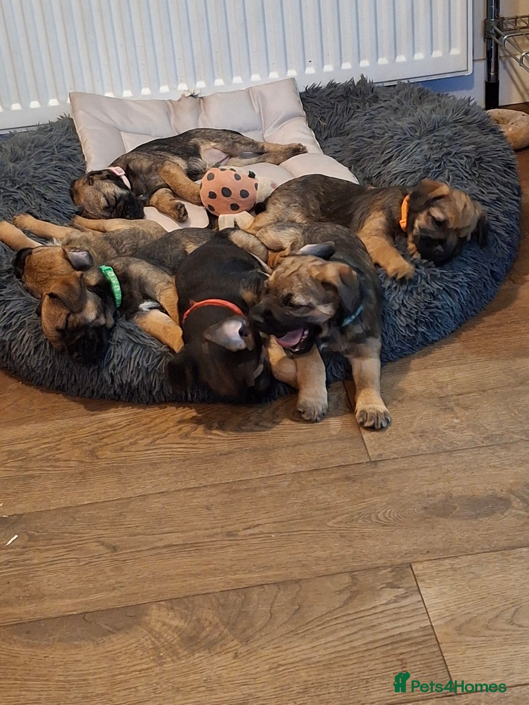 Border Terrier dogs for sale: KC registered Border Terriers - Advert 2