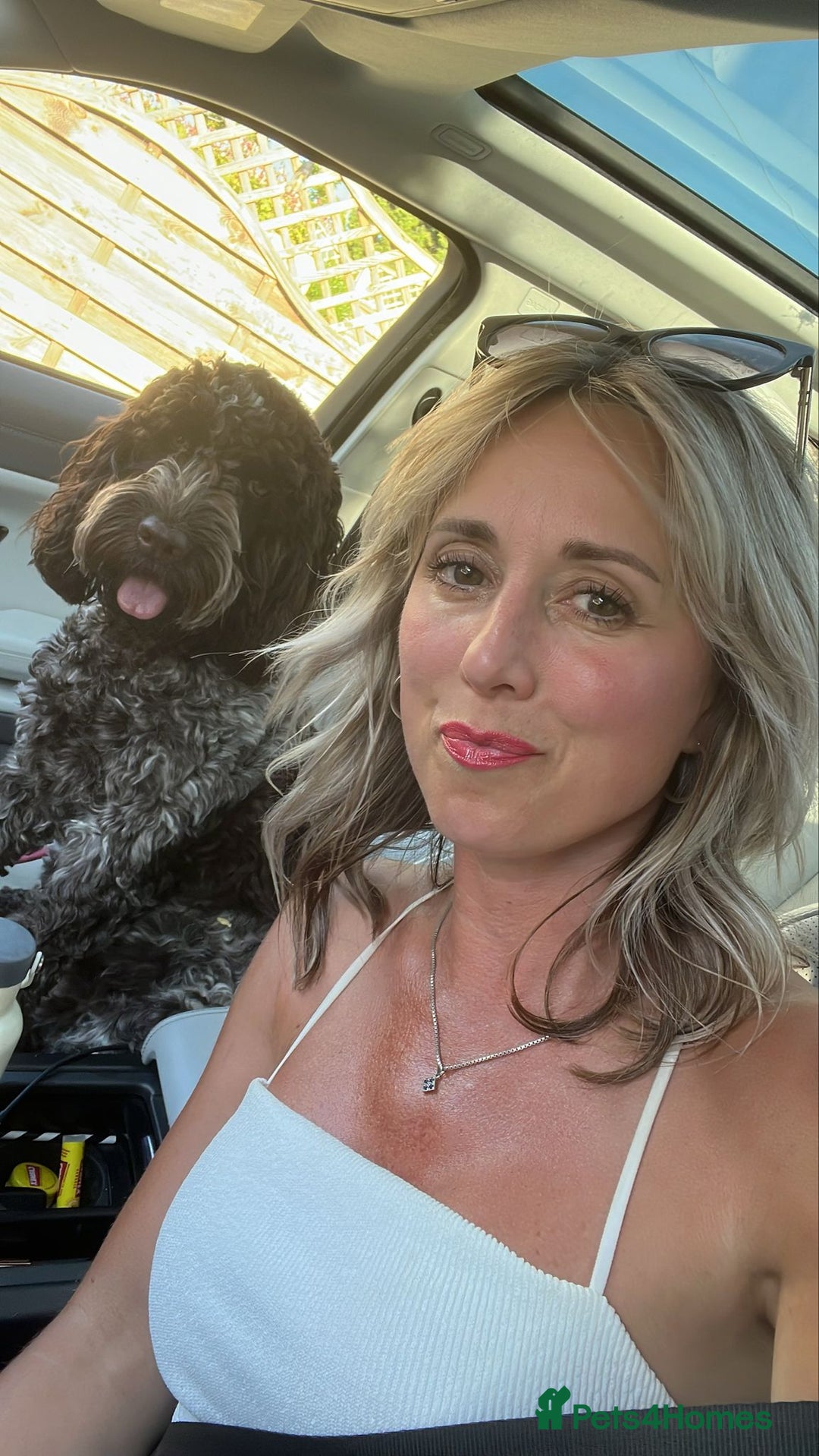 Cockapoo dogs for sale: Show Cockapoo F1b pups 5* Licensed breeder - Advert 2