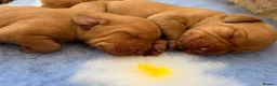 Hungarian Vizsla dogs for sale: Championship Bloodline Pedigree Hungarian Vizslas - Advert 1