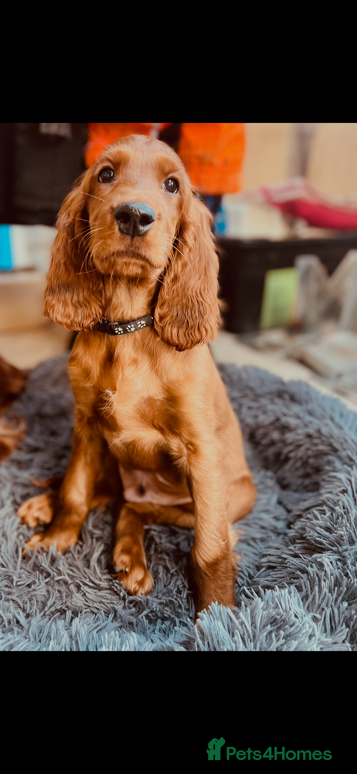 Irish Setter dogs ❤️🇮🇪Irish setter pups🇮🇪❤️ - Advert 2