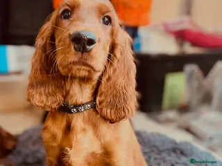Irish Setter dogs ❤️🇮🇪Irish setter pups🇮🇪❤️ - Advert 2