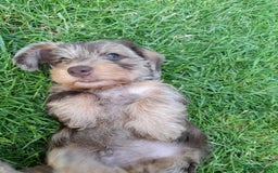 Miniature Dachshund dogs for sale: Wirehaired Miniture Dachshunds KC reg - Image 13