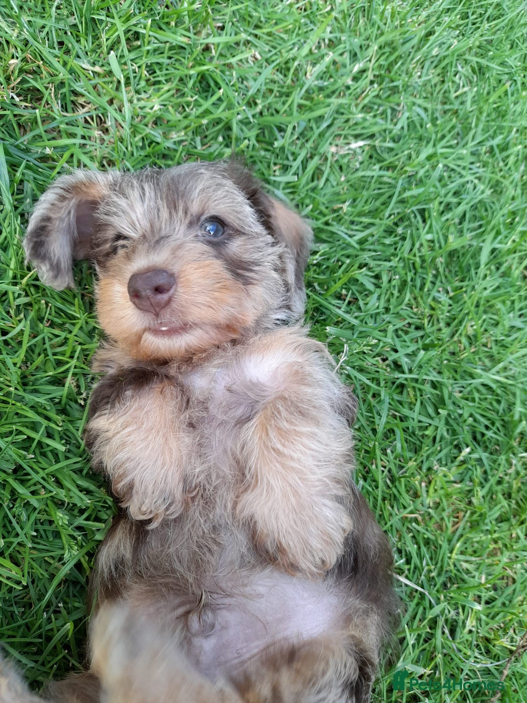 Miniature Dachshund dogs for sale: Wirehaired Miniture Dachshunds KC reg - Image 13