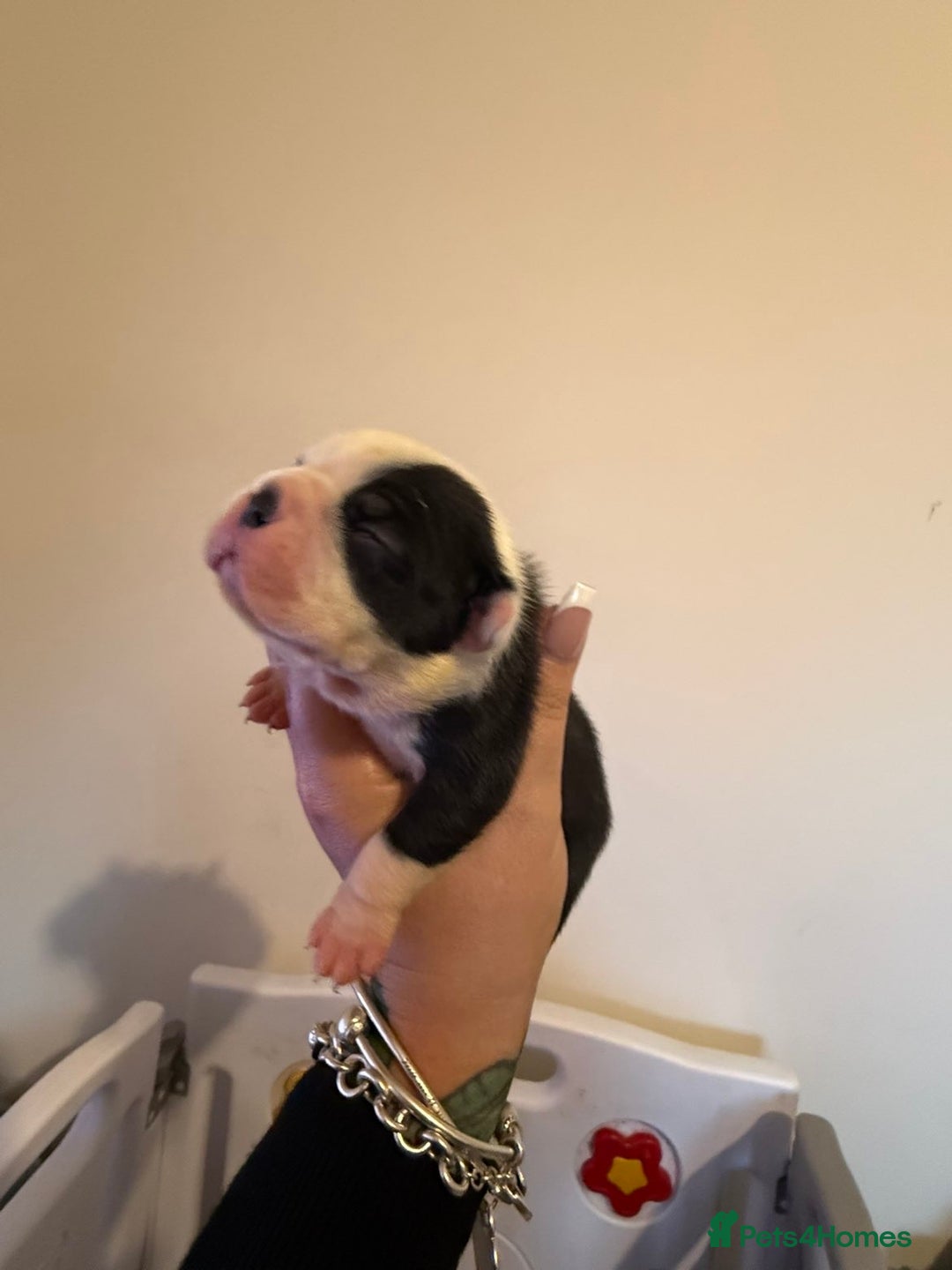Boston Terrier dogs for sale: Quality Lines KC Registered Boston Terrier Puppies - Advert 8