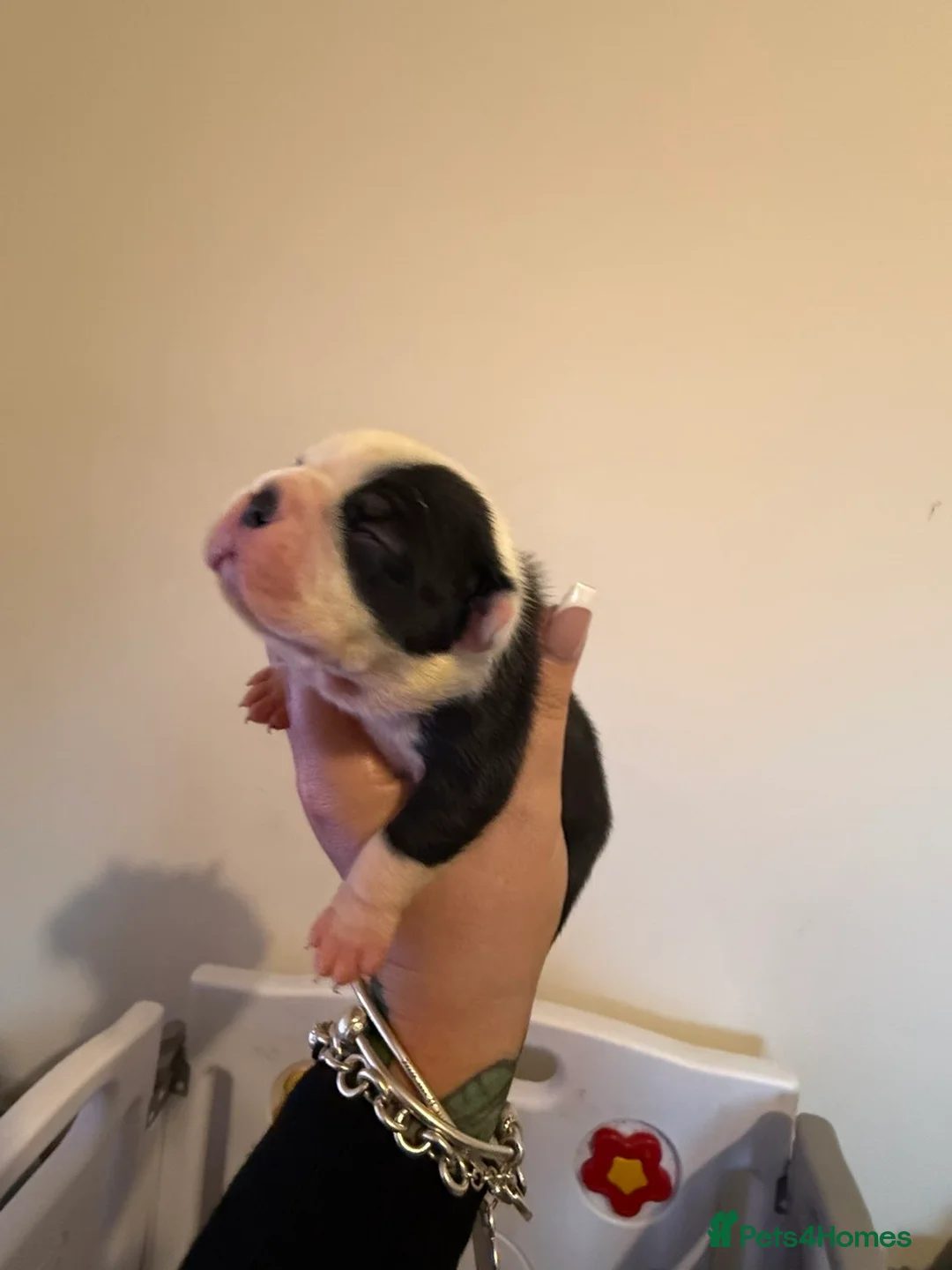 Boston Terrier dogs for sale: Quality Lines KC Registered Boston Terrier Puppies - Advert 28