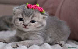 British Shorthair cats for sale: 🎄 British Shorthair - Ready 21 December - Image 18