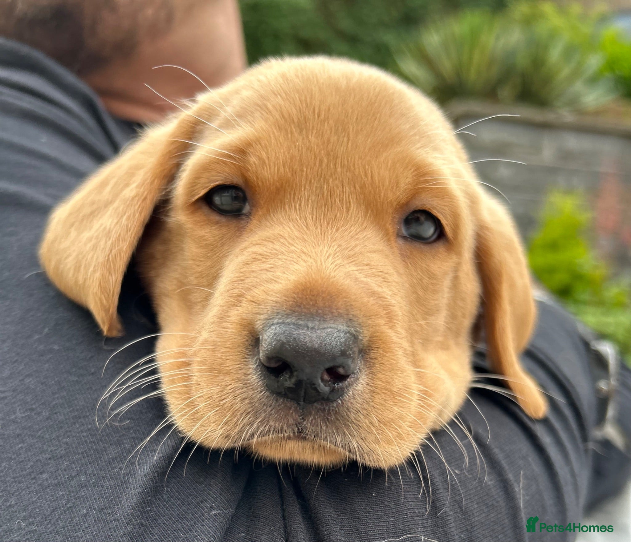 Labrador Retriever dogs KC Registered Red Fox Labrador Puppies - Advert 2