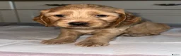 Mixed Breed dogs for sale: 6 adorable puppies  - Advert 5