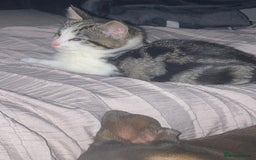 Mixed Breed cats for sale: 2 x 11 week old Female Kittens must go together!  - Image 25