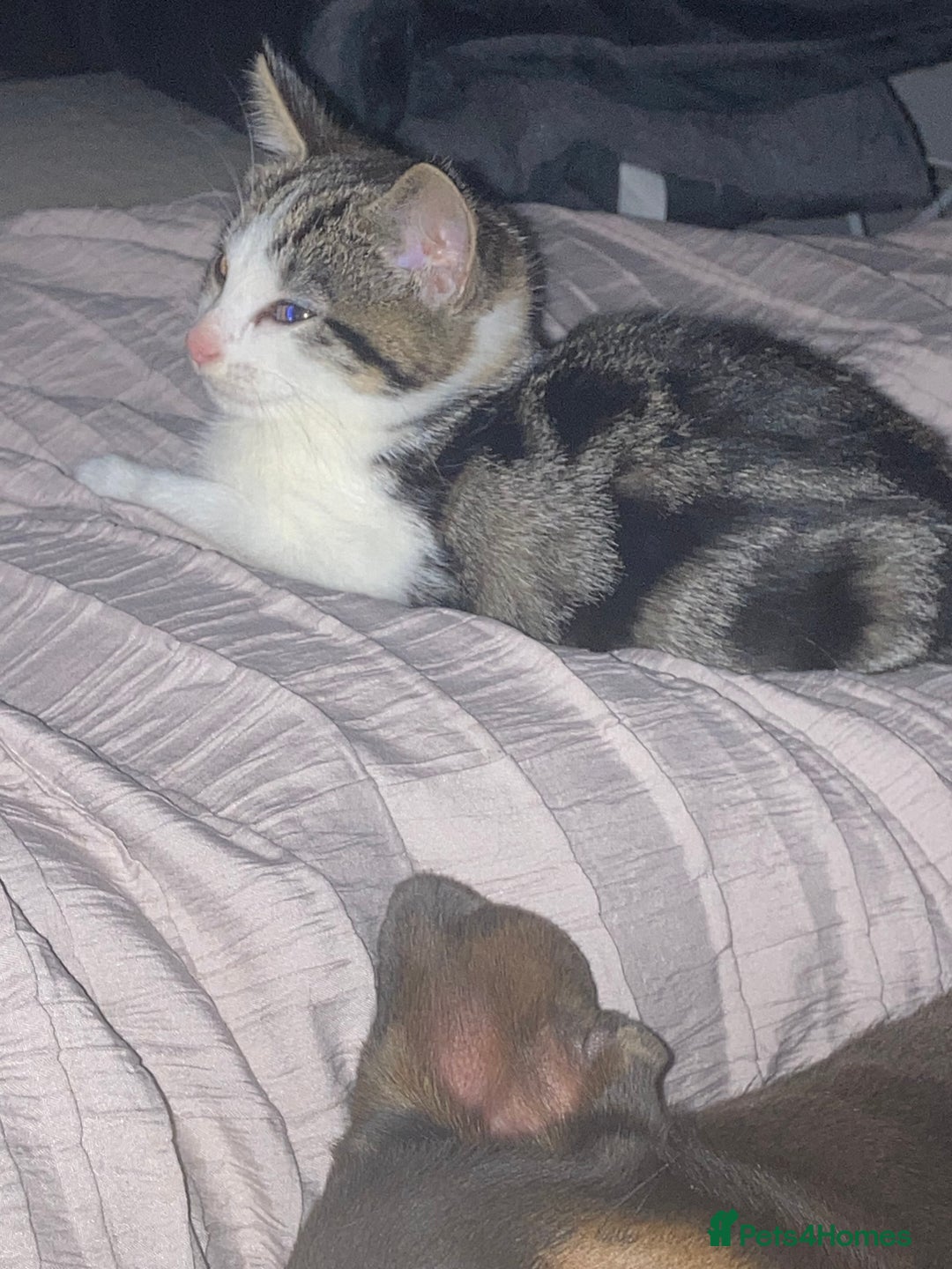 Mixed Breed cats for sale: 2 x 11 week old Female Kittens must go together!  - Image 25