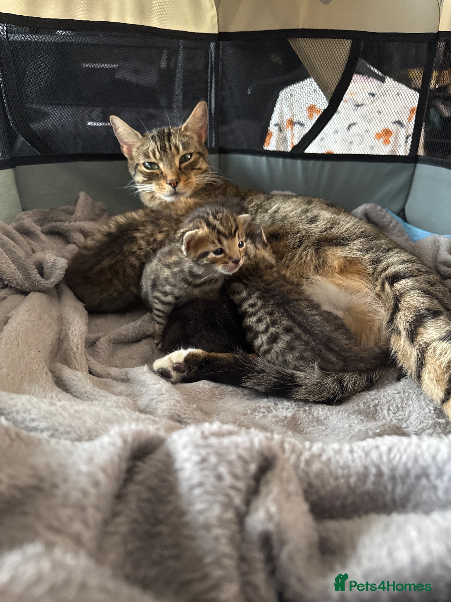 Bengal cats Mixed breed bengal kittens - Advert 7