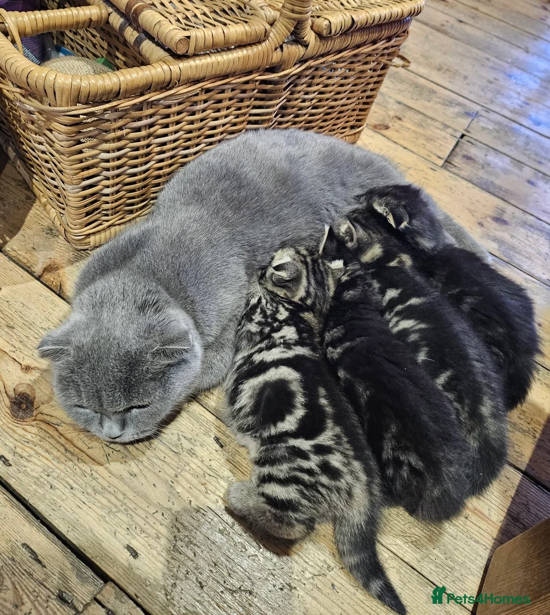 Mixed Breed cats for sale: British Shorthair X Siberian - Advert 1