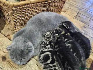 Mixed Breed cats British Shorthair X Siberian - Advert 17