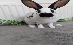 English Spot rabbits for sale: Old English spots ready to go to their new homes  - Image 14