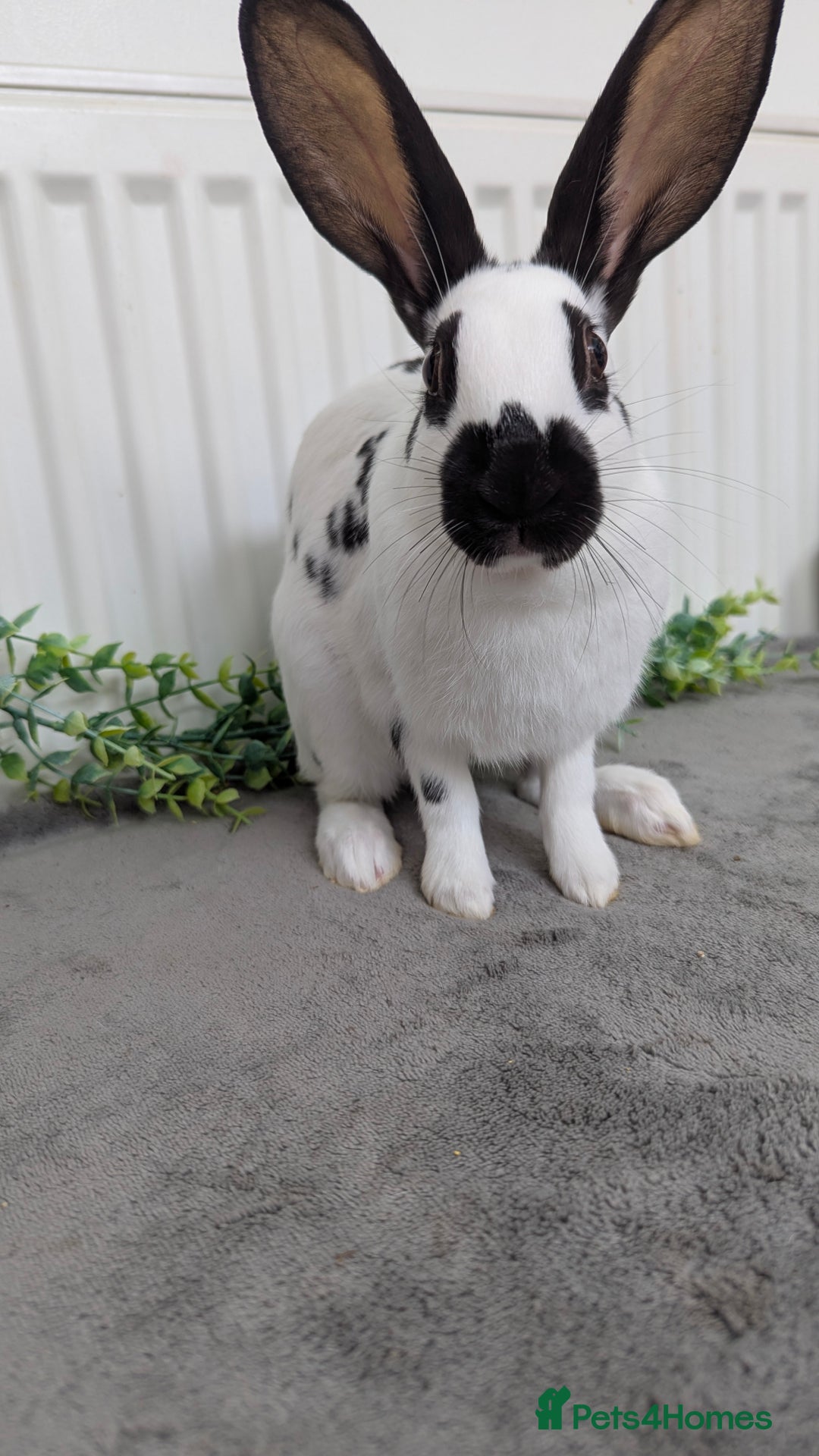 English Spot rabbits for sale: Old English spots ready to go to their new homes  - Image 14