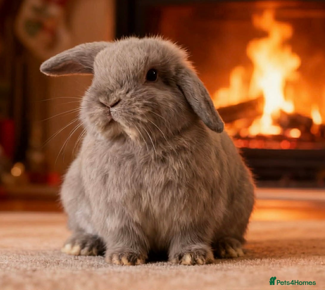 Mini Lop rabbits Stunning  Mini Lop babies  - Advert 12