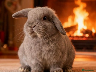 Mini Lop rabbits Stunning Mini Lop babies - Advert 12