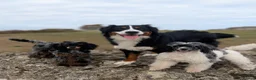 Bernedoodle dogs for sale: True Miniature sized Bernedoodles  - Advert 23