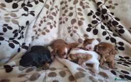 Cavalier King Charles Spaniel dogs for sale: Benton Cavaliers  - Image 3