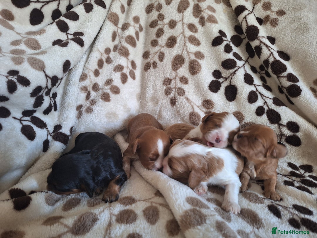 Cavalier King Charles Spaniel dogs for sale: Benton Cavaliers  - Image 3
