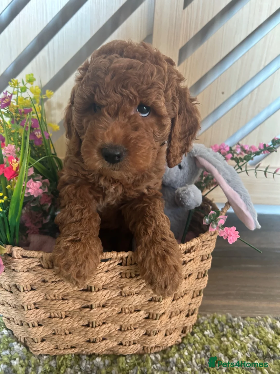 Mini Goldendoodle dogs for sale: 🐾 TRUE MINI F4B GOLDENDOODLES 🐾 - Advert 1