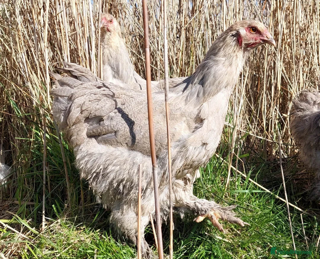 Chickens poultry for sale: Day‑Old Chicks and Hatching eggs - pure breed - Advert 18