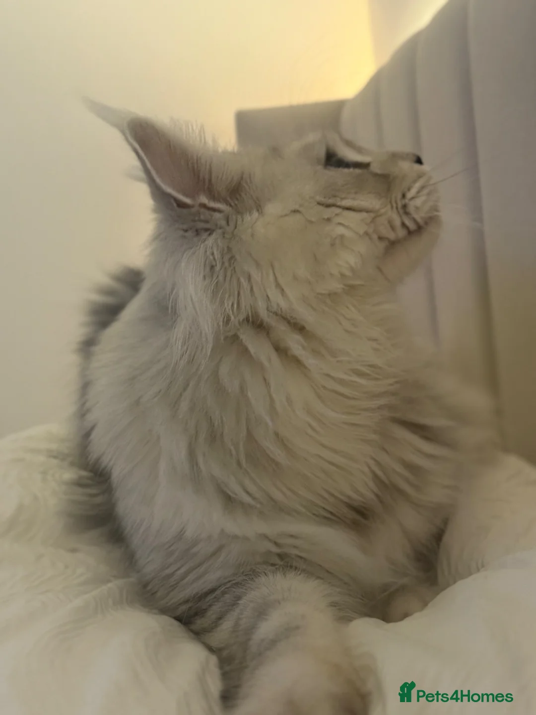 Maine Coon cats for sale: Male Maine Coon in Blyth - Advert 4